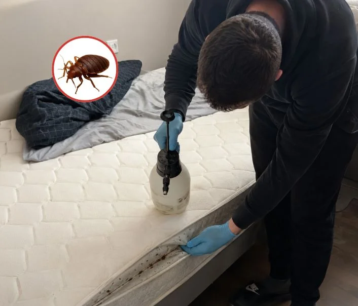 Technicien traitant un matelas contre les punaises de lit à Chalo-Saint-Mars